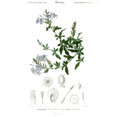 Plumbago Capensis illustrated by Charles Dessalines D' Orbigny (1806-1876).