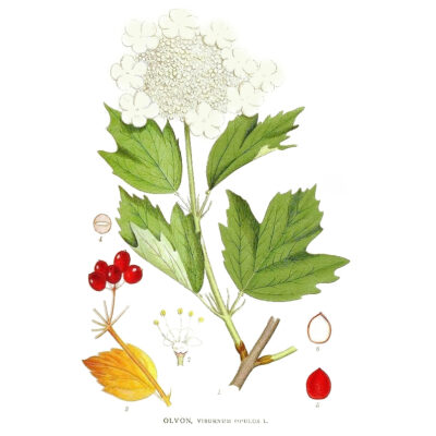 Olvon, Viburnum opulus L