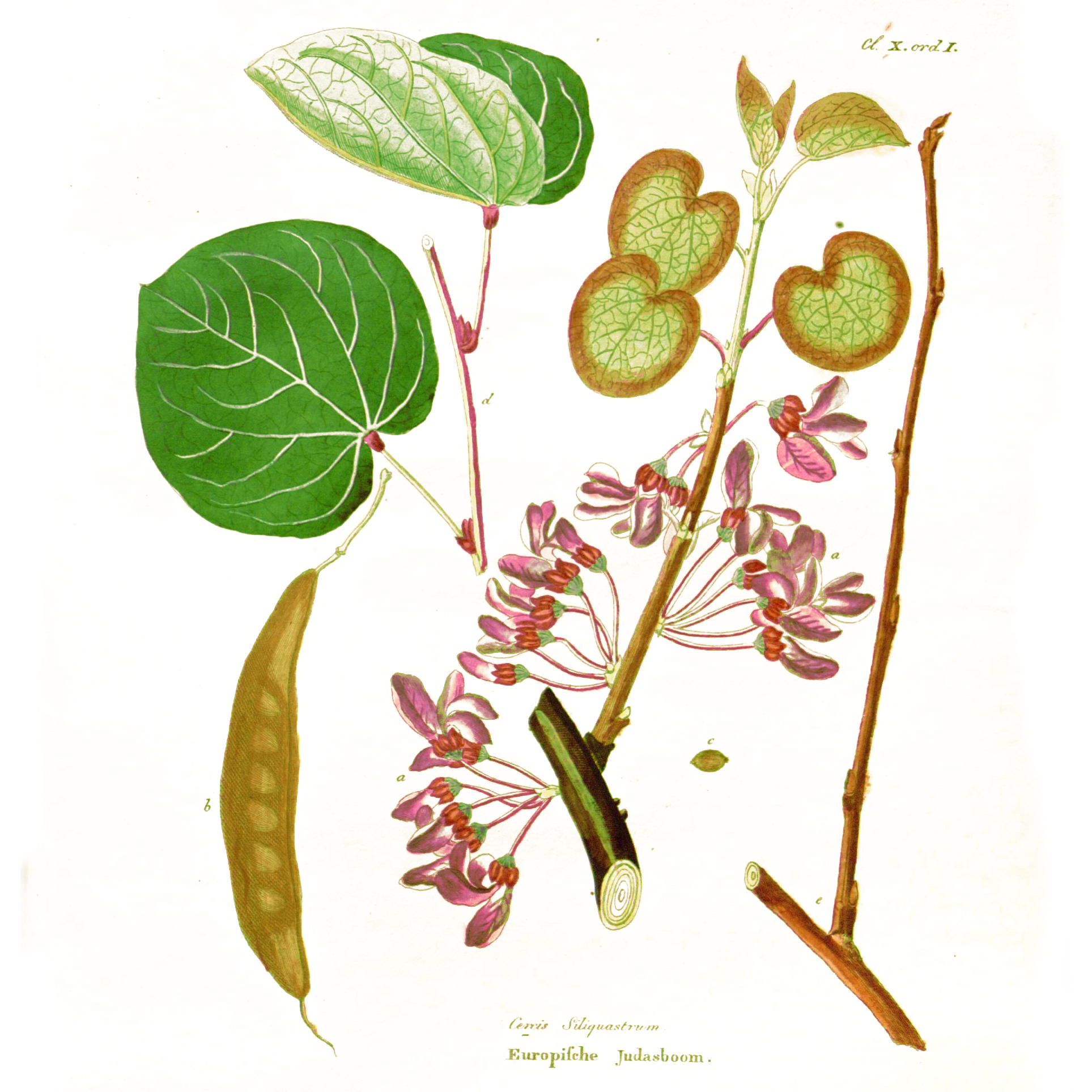 Krauss, Johan Carl, Public domain, via Wikimedia Commons