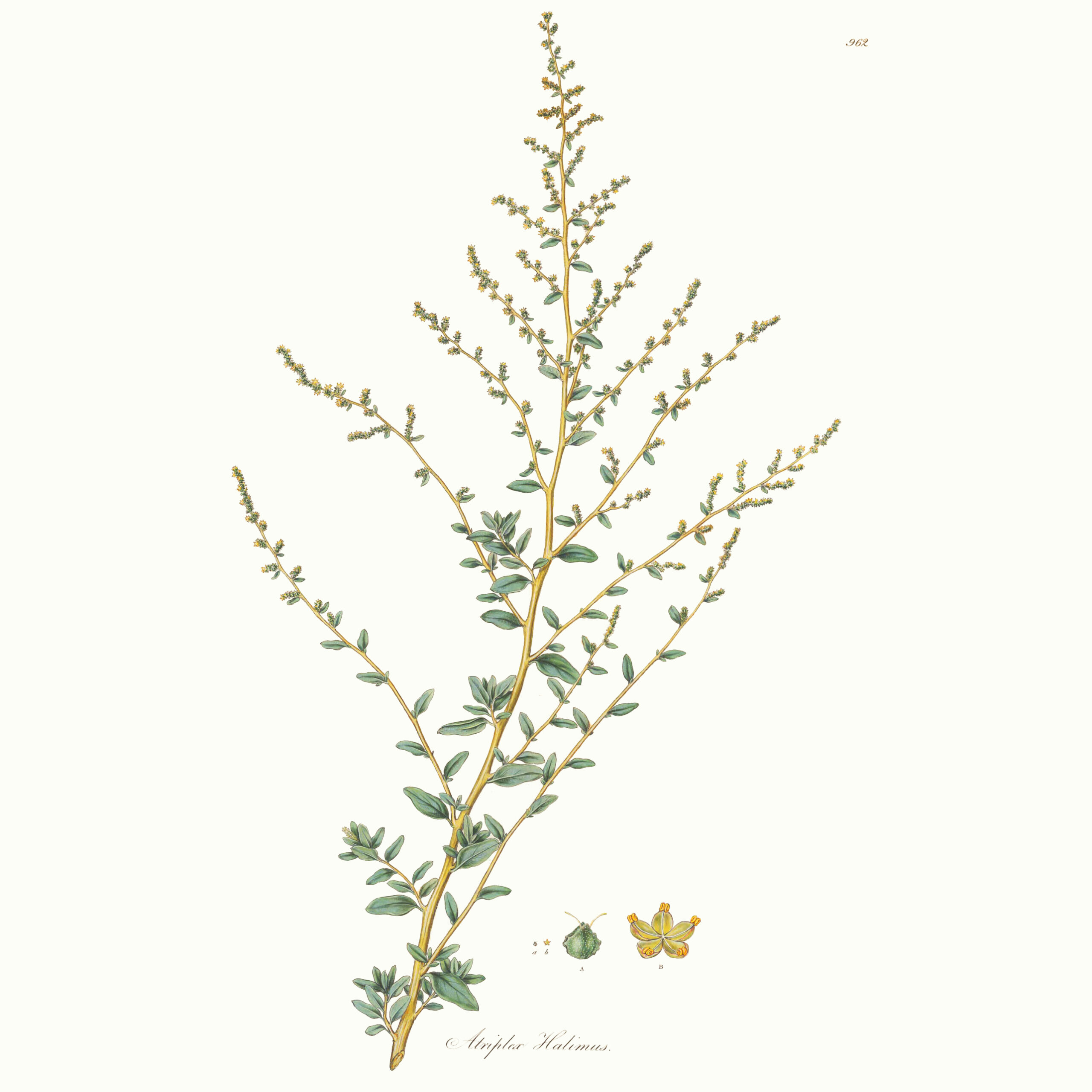 Atriplex halimus, Public domain, via Wikimedia Commons