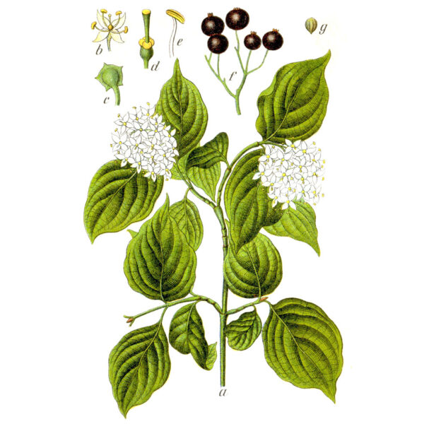 Cornus foemina P. Mill. (1768) ? Original Caption Echter Hartriegel, Cornus femina