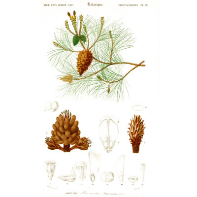 pinus