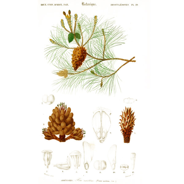 pinus