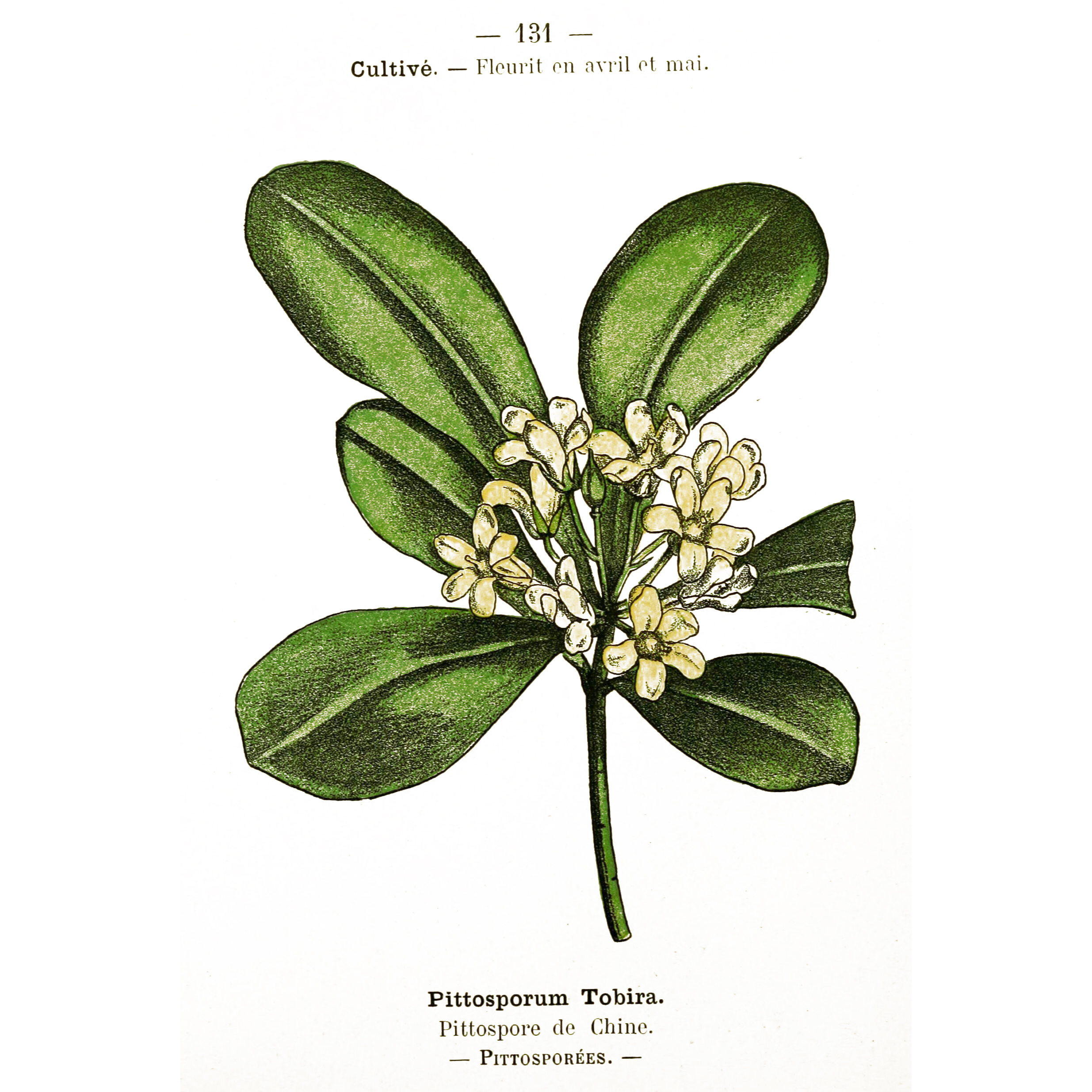 Pittosporum Tobira - Penzig, O., Public domain, via Wikimedia Commons