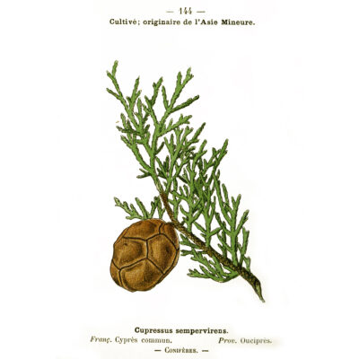 Cupressus sempervirens.