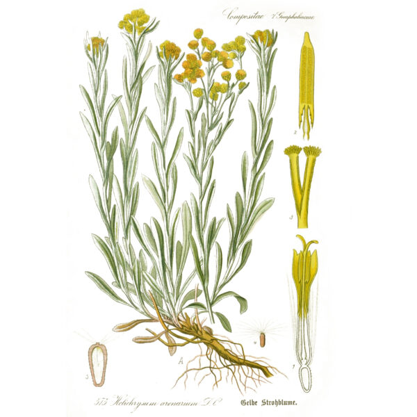 Helichrysum_arenarium