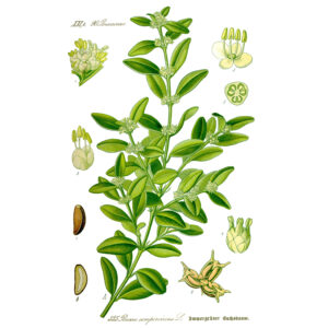 Buxus sempervirens Public domain, via Wikimedia Commons