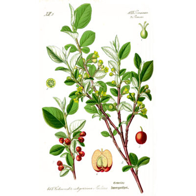 Cotoneaster integerrimus