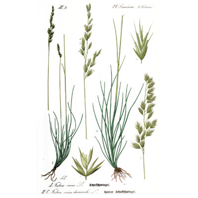 A. Festuca ovina L. B. C. Festuca rubra subsp. rubra, syn. Festuca ovina var. duriuscula (L.) W.D.J.Koch (1885)