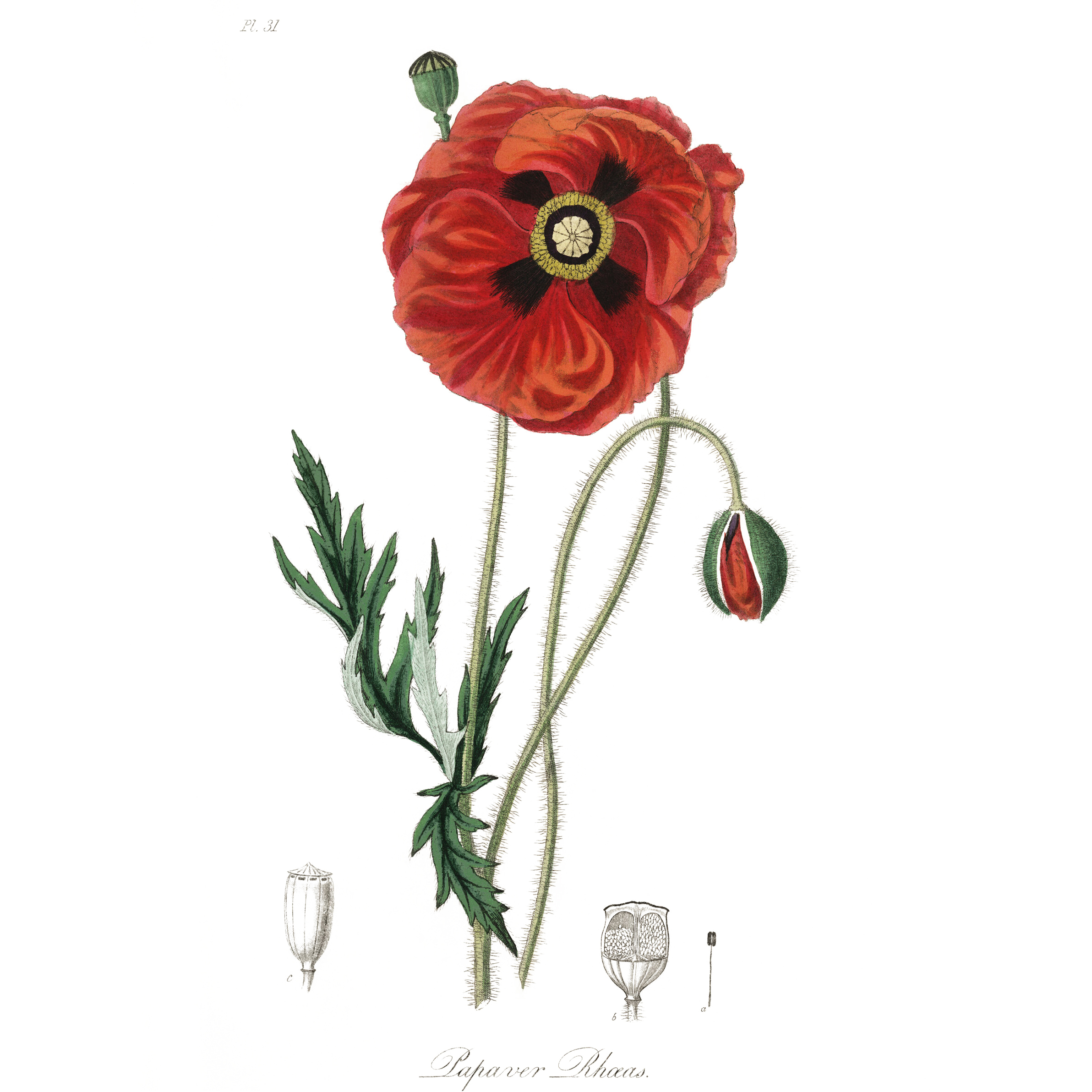 Common poppy (Papaver rhoeas) illustration from Medical Botany (1836) by John Stephenson and James Morss Churchill.