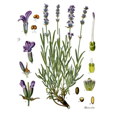 Lavandula angustifolia - Köhler–s Medizinal-Pflanzen