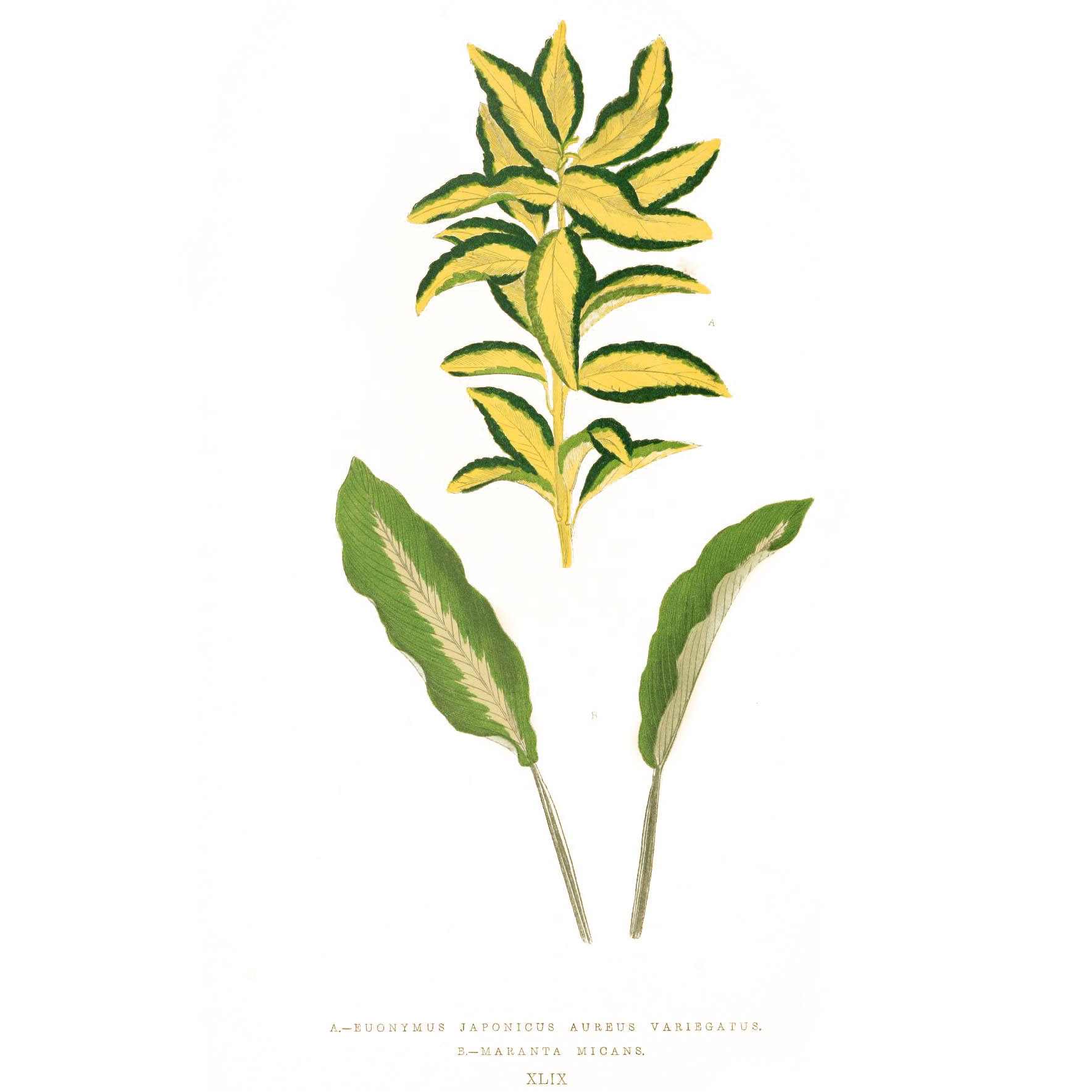 Euonymus japonicus 1867 Howard, W.; Lowe, E. J., Public domain, via Wikimedia Commons