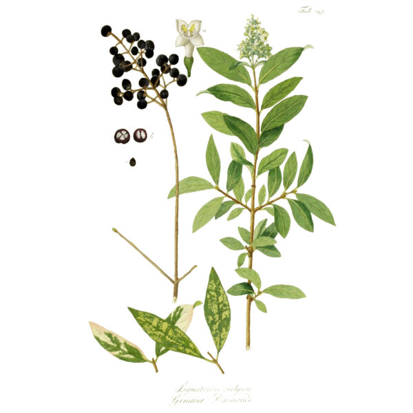 Ligustrum vulgare