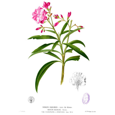 Nerium oleander