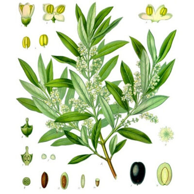 Olea europaea - Köhler–s Medizinal-Pflanzen