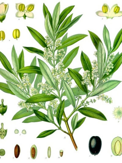 Olea europaea - Köhler–s Medizinal-Pflanzen