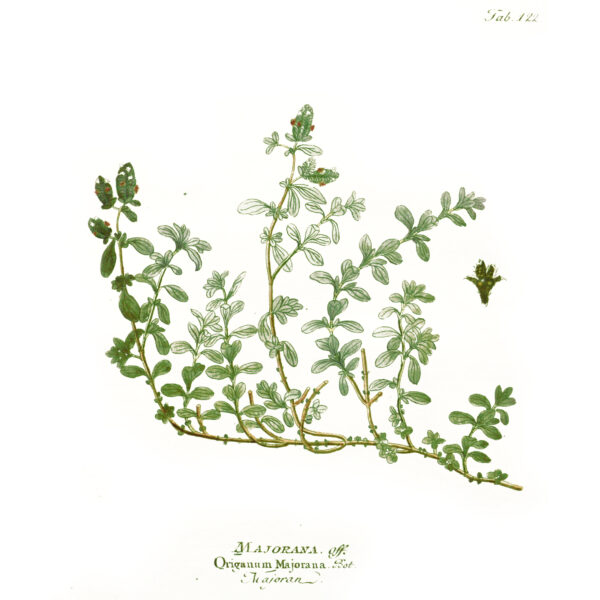 Origanum majorana - 1804