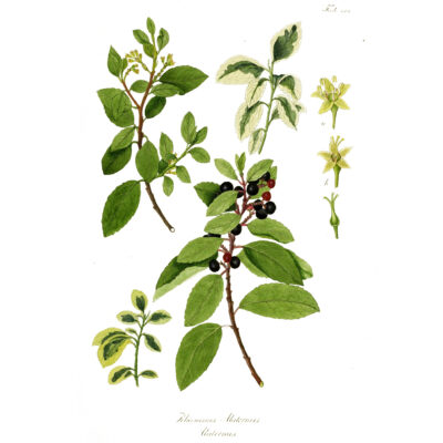 Rhamnus alaternus