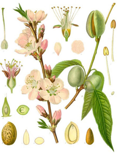 Prunus dulcis - Köhler–s Medizinal-Pflanzen