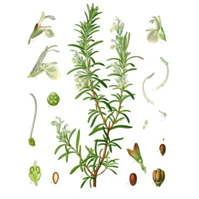 Rosmarinus officinalis - Köhler–s Medizinal-Pflanzen