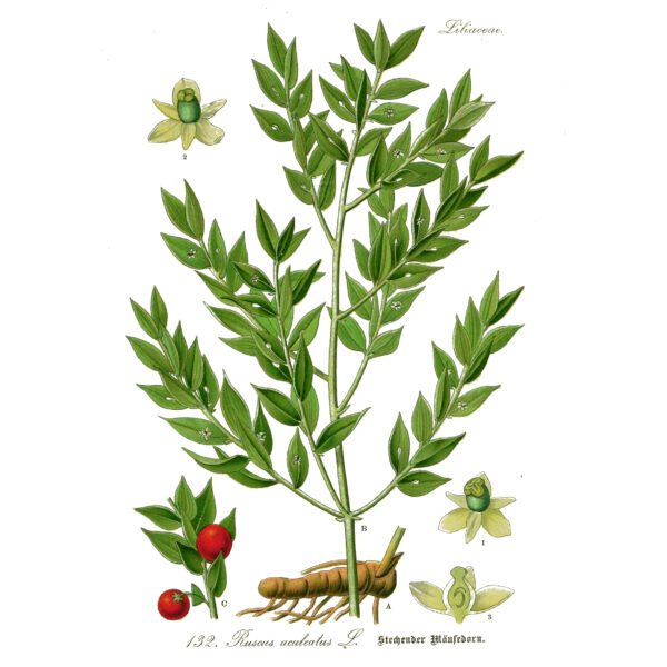 Ruscus aculeatus - 1903 - Flora von Deutschland, Österreich und der Schweiz