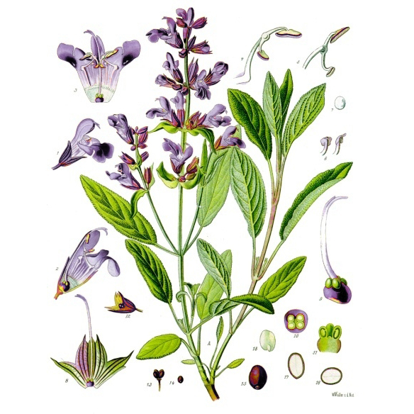 Salvia officinalis - Köhler–s Medizinal-Pflanzen