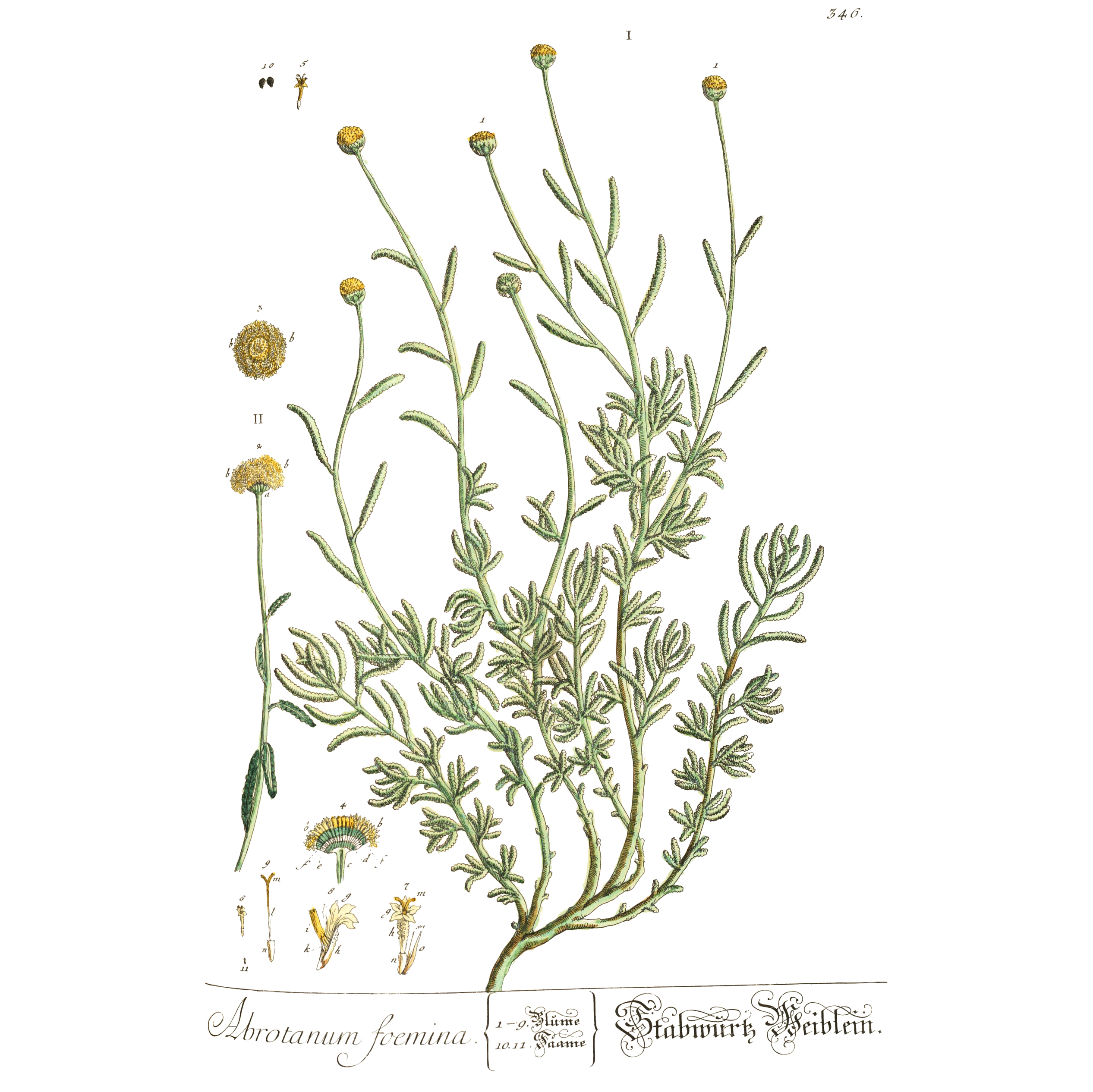 Elizabeth Blackwell, Santolina chamaecyparissus - Herbarium Blackwellianum emendatum et auctum