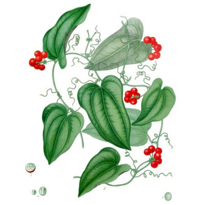 Smilax_aristolochiifolia_-_Köhler–s_Medizinal-Pflanzen