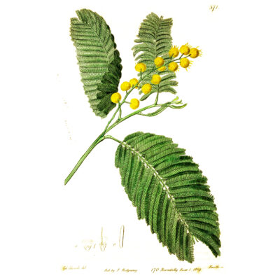 Acacia dealbata