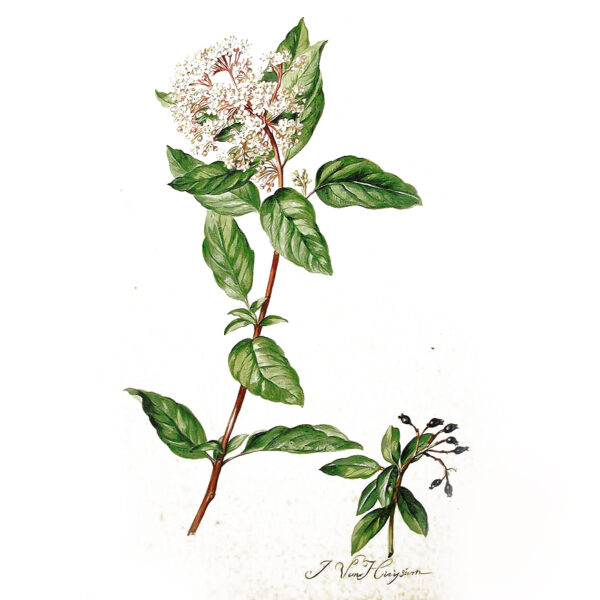 Viburnum tinus