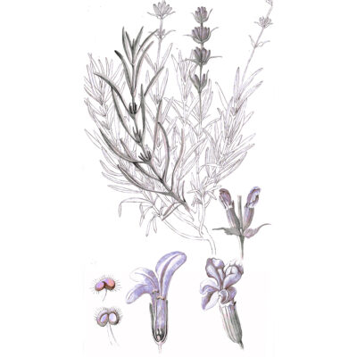 eremophila nivea illustration Lina Kusaite