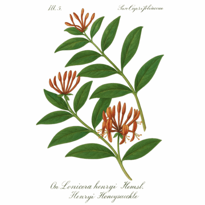 Chèvrefeuille henryi