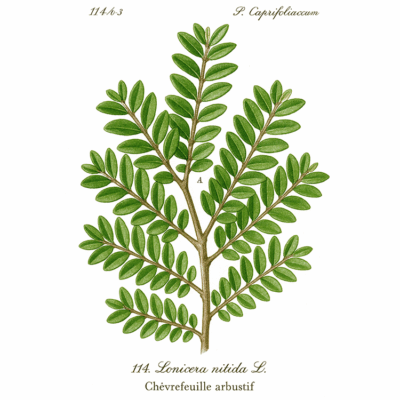 Chèvrefeuille à feuilles de buis