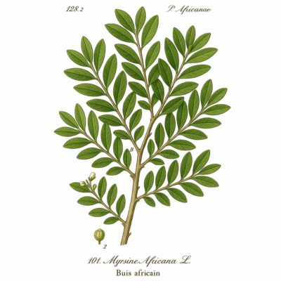 Myrsine africana