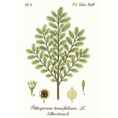 Pittosporum tenuifolium Silver Ball