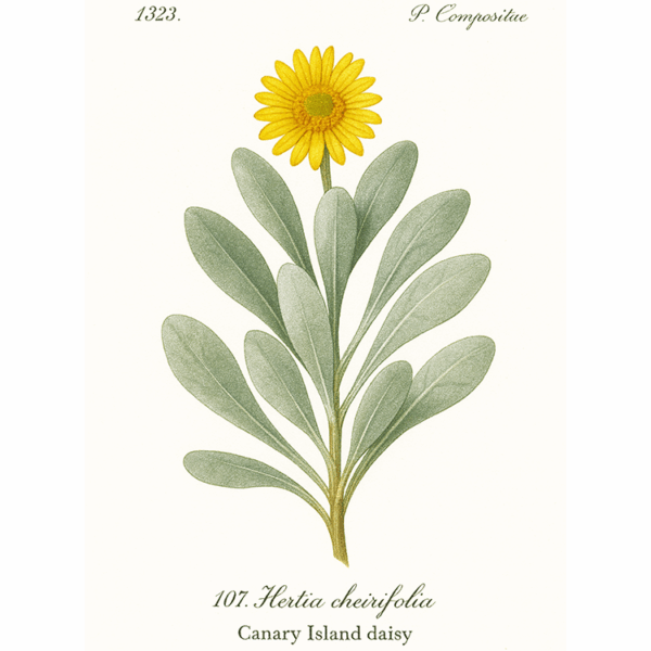 Hertia cheirifolia