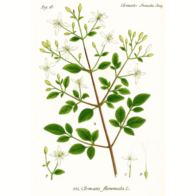 Clematis flammula