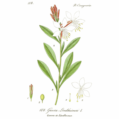 Gaura lindheimeri