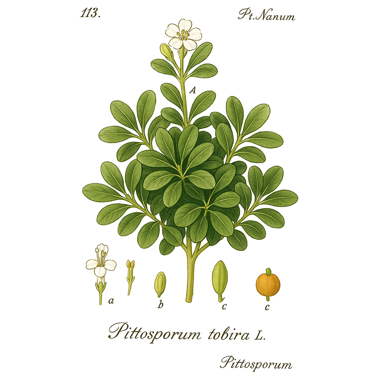 Pittosporum tobira Nanum